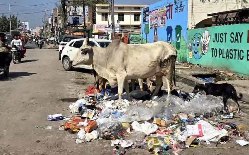 सैनिटेशन बजट दोगुना, फिर भी Jhajjar में कचरा फैला सैनिटेशन बजट दोगुना, फिर भी Jhajjar में कचरा फैला
