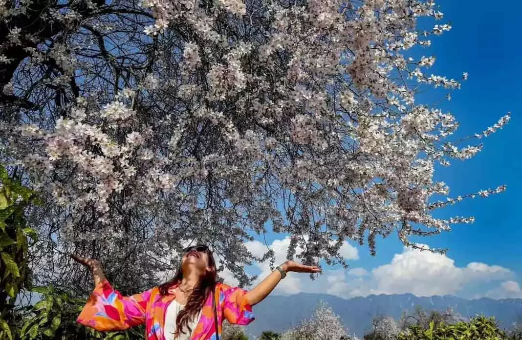 फरवरी में सामान्य से ज़्यादा तापमान से Kashmir में जल्दी फूल खिलने लगे फरवरी में सामान्य से ज़्यादा तापमान से Kashmir में जल्दी फूल खिलने लगे