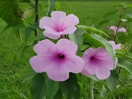 घर में जरूर लगाए ये तीन पौधे, त्वचा और पेट संबंधी रोगों से मिलेगा छुटकारा घर में जरूर लगाए ये तीन पौधे, त्वचा और पेट संबंधी रोगों से मिलेगा छुटकारा