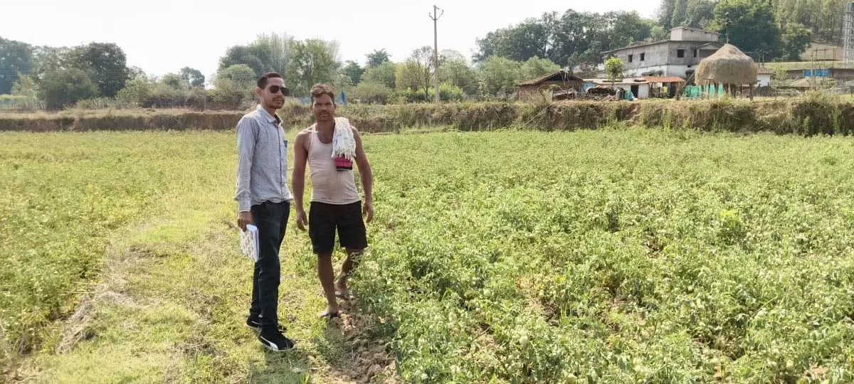राष्ट्रीय बागवानी मिशन से किसानों को संबल, उन्नत तकनीक से टमाटर खेती में बढ़ा उत्पादन और मुनाफा राष्ट्रीय बागवानी मिशन से किसानों को संबल, उन्नत तकनीक से टमाटर खेती में बढ़ा उत्पादन और मुनाफा