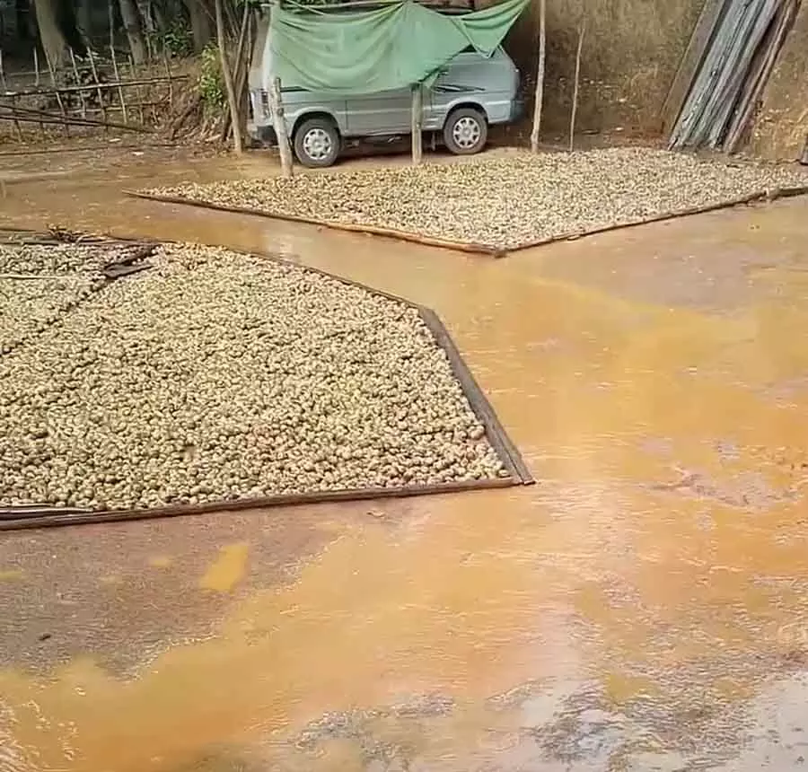 Sirsi : बेमौसम बारिश से सुपारी किसान परेशान Sirsi : बेमौसम बारिश से सुपारी किसान परेशान