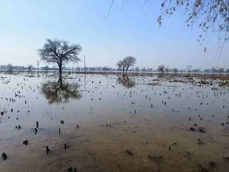 Haryana : 7 महीने बाद भी, हरियाणा के हिसार के गांवों में खेती की ज़मीन अभी भी डूबी हुई Haryana : 7 महीने बाद भी, हरियाणा के हिसार के गांवों में खेती की ज़मीन अभी भी डूबी हुई