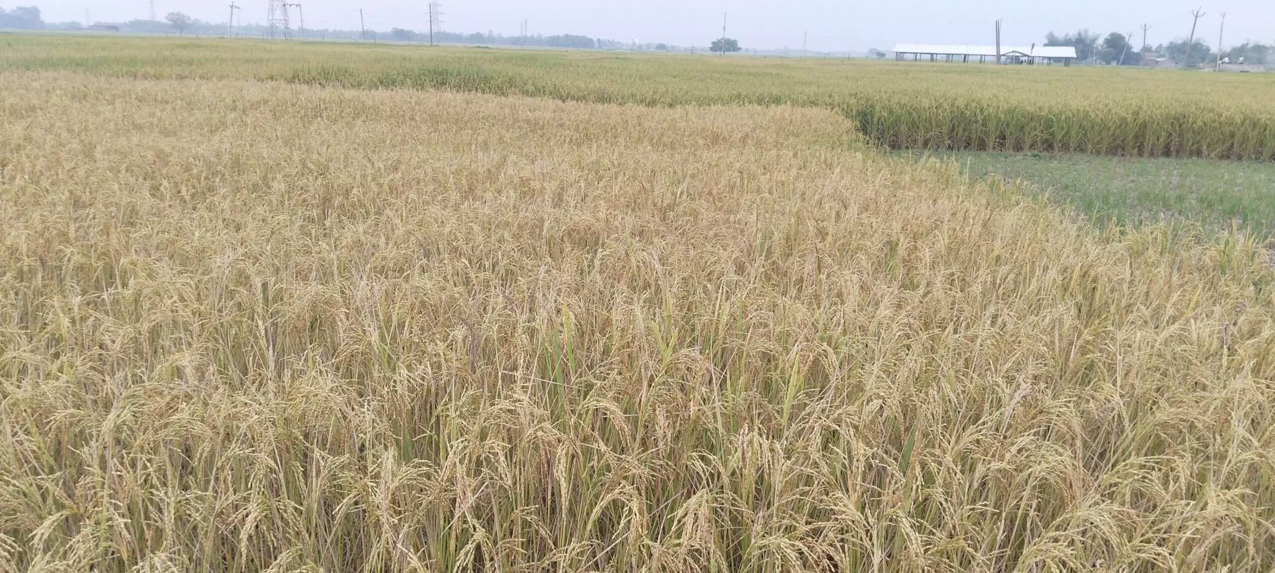 Chandigarh: मौसम के बदले मिजाज से किसान चिंतित Chandigarh: मौसम के बदले मिजाज से किसान चिंतित