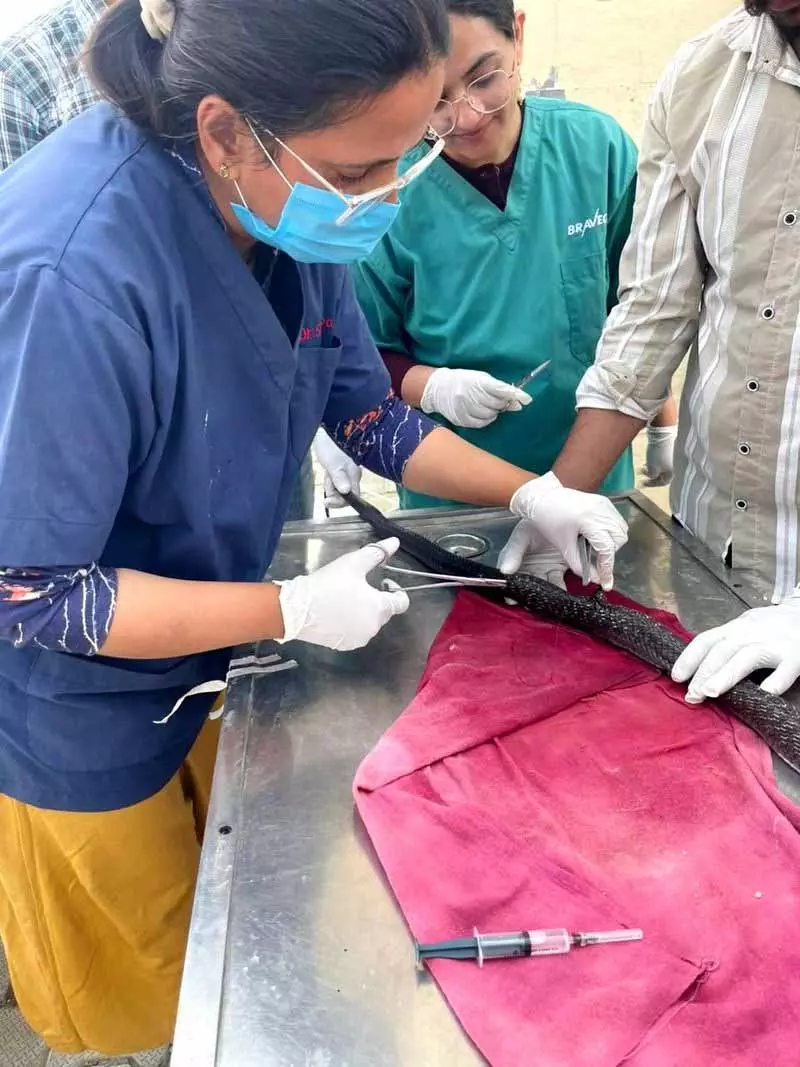 ऊना में JCB मशीन की चपेट में आने से घायल किंग कोबरा की सर्जरी हुई ऊना में JCB मशीन की चपेट में आने से घायल किंग कोबरा की सर्जरी हुई