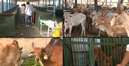 Ahmedabad: नगर निगम की अनूठी पहल, फीडिंग स्पॉट्स और एआई तकनीक से शहर स्वच्छ Ahmedabad: नगर निगम की अनूठी पहल, फीडिंग स्पॉट्स और एआई तकनीक से शहर स्वच्छ