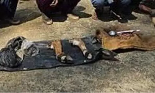 Singrauli:मादा सांभर का अवैध शिकार करने वाले 6 आरोपी गिरफ्तार Singrauli:मादा सांभर का अवैध शिकार करने वाले 6 आरोपी गिरफ्तार