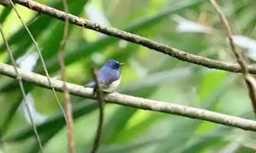 Hainan Blue Flycatcher पहली बार भारत में रिकॉर्ड किया गया