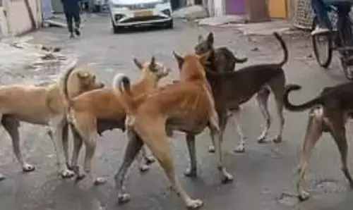 कुत्ते के हमले से बच्चे की मौत, एक अन्य घायल कुत्ते के हमले से बच्चे की मौत, एक अन्य घायल