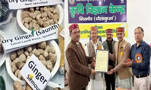 Sirmaur:हॉटी सौंठ पर लगी भारत सरकार की मुहर, राष्ट्रीय स्तर पर मिली कानूनी पहचान
