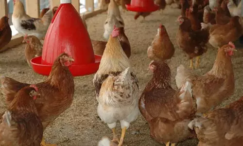 Odisha : रायगढ़ में मरा हुआ चिकन खाने के बाद चार डोंगरिया महिलाएं अस्पताल में भर्ती