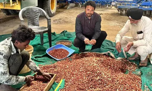 Punjab Agricultural University की ड्राइव से कपूरथला में स्प्रिंग मूंगफली की रिकॉर्ड सफलता मिली Punjab Agricultural University की ड्राइव से कपूरथला में स्प्रिंग मूंगफली की रिकॉर्ड सफलता मिली
