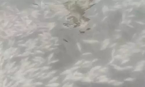 Kupwara के त्रेहगाम में झरने में पानी घुसने से मछलियों की मौत, पानी असुरक्षित Kupwara के त्रेहगाम में झरने में पानी घुसने से मछलियों की मौत, पानी असुरक्षित
