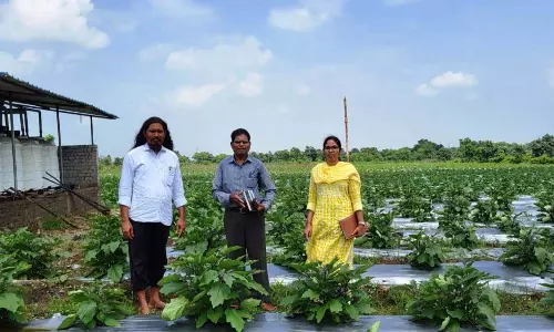 ग्राफ्टेड बैगन से 16 लाख रूपए की आमदनी ग्राफ्टेड बैगन से 16 लाख रूपए की आमदनी