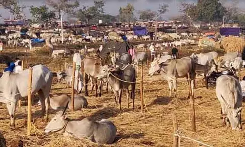 Karnataka : कोटागल पशु मेला 8 मार्च को