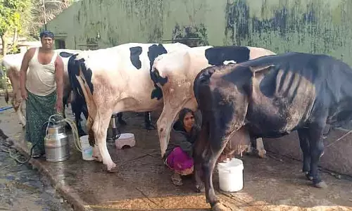 Kodiganahalli : डेयरी फार्मिंग ने एक युवक को आत्मनिर्भर जीवन जीने में मदद की Kodiganahalli : डेयरी फार्मिंग ने एक युवक को आत्मनिर्भर जीवन जीने में मदद की