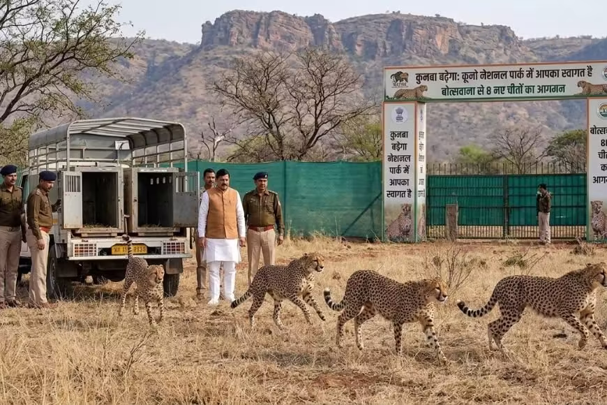 Gwalior: कूनो में ग्रैंड लैंडिंग, 8 नए चीते पहुंचे Gwalior: कूनो में ग्रैंड लैंडिंग, 8 नए चीते पहुंचे
