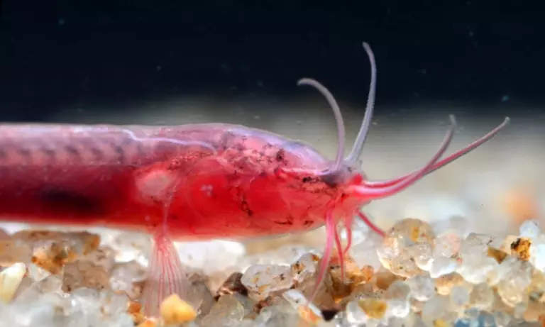 Beneath the aquifers: पूर्वोत्तर भारत की पहली अंधी भूजल मछली खोजी गई