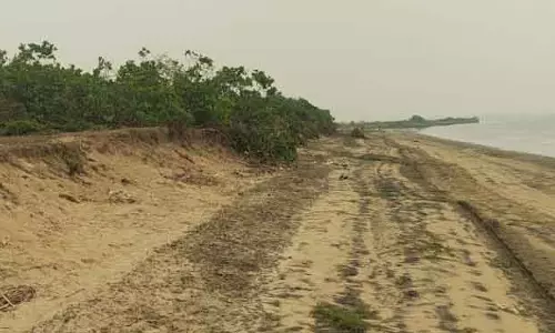 Mahakalapara ज्वार के आने से काजू का जंगल बह गया