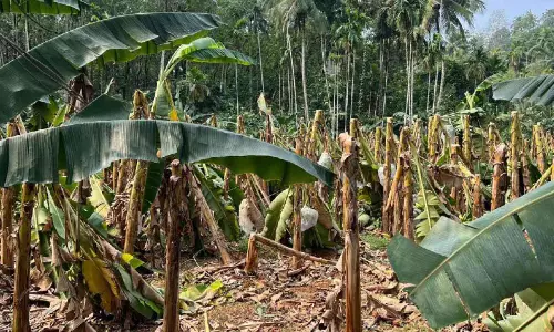 Kerala : हवा और बारिश से नुकसान हुआ Kerala : हवा और बारिश से नुकसान हुआ