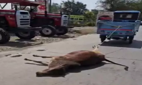 गौ-माता का अपमान, ऑटो से घसीटा गया