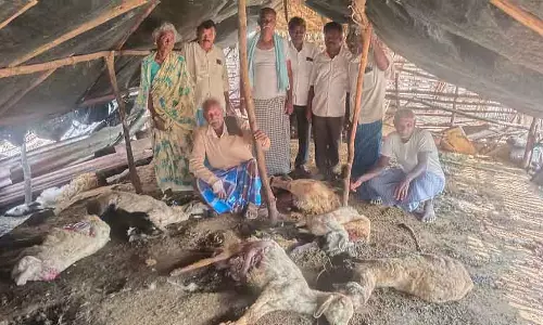 Bettamangala : आवारा कुत्तों के हमले में 40 से ज़्यादा भेड़ें मरीं
