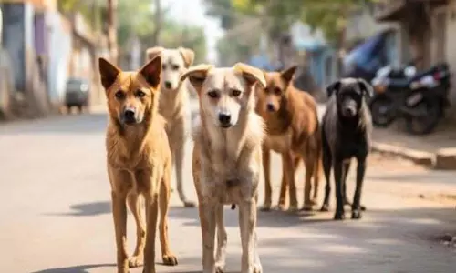 Pune: नसबंदी के बावजूद आवारा कुत्तों की संख्या बढ़ी; 3 शेल्टर बनाए गए Pune: नसबंदी के बावजूद आवारा कुत्तों की संख्या बढ़ी; 3 शेल्टर बनाए गए