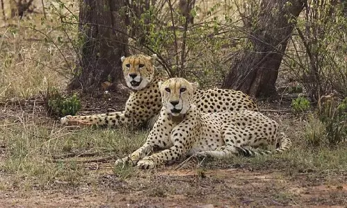 Botswana से 9 चीते मध्य प्रदेश के कुनो नेशनल पार्क पहुंचे