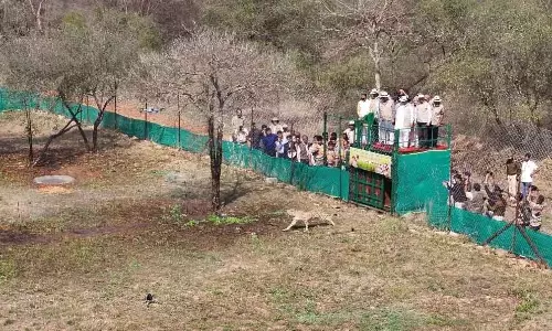 Botswana से 9 चीते कुनो नेशनल पार्क पहुँचे, भारत में आबादी 48 हुई Botswana से 9 चीते कुनो नेशनल पार्क पहुँचे, भारत में आबादी 48 हुई