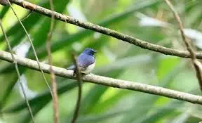 Hainan Blue Flycatcher पहली बार भारत में रिकॉर्ड किया गया Hainan Blue Flycatcher पहली बार भारत में रिकॉर्ड किया गया