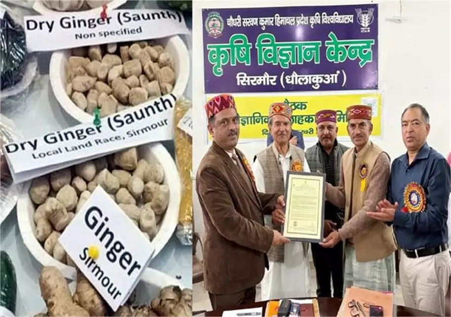 Sirmaur:हॉटी सौंठ पर लगी भारत सरकार की मुहर, राष्ट्रीय स्तर पर मिली कानूनी पहचान Sirmaur:हॉटी सौंठ पर लगी भारत सरकार की मुहर, राष्ट्रीय स्तर पर मिली कानूनी पहचान