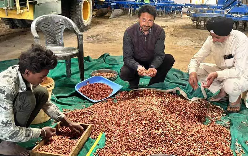 Punjab Agricultural University की ड्राइव से कपूरथला में स्प्रिंग मूंगफली की रिकॉर्ड सफलता मिली Punjab Agricultural University की ड्राइव से कपूरथला में स्प्रिंग मूंगफली की रिकॉर्ड सफलता मिली