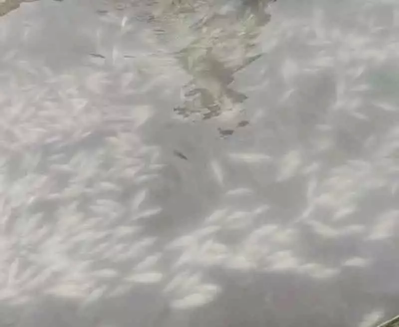 Kupwara के त्रेहगाम में झरने में पानी घुसने से मछलियों की मौत, पानी असुरक्षित Kupwara के त्रेहगाम में झरने में पानी घुसने से मछलियों की मौत, पानी असुरक्षित