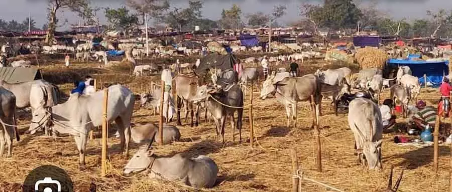 Karnataka : कोटागल पशु मेला 8 मार्च को Karnataka : कोटागल पशु मेला 8 मार्च को