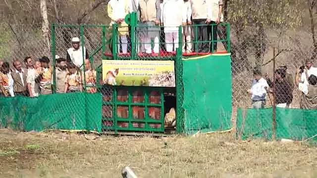 Botswana से 9 और चीतों का आगमन: कुनो में बड़ी बिल्लियों की संख्या बढ़कर 48 हो गई Botswana से 9 और चीतों का आगमन: कुनो में बड़ी बिल्लियों की संख्या बढ़कर 48 हो गई