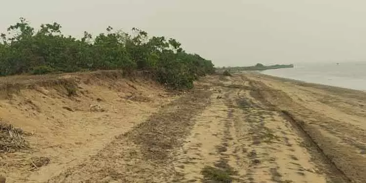 Mahakalapara ज्वार के आने से काजू का जंगल बह गया Mahakalapara ज्वार के आने से काजू का जंगल बह गया