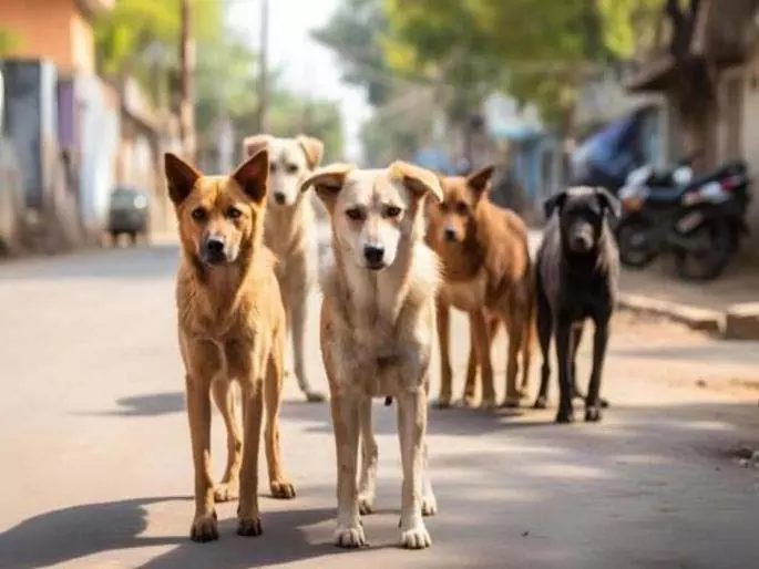 Pune: नसबंदी के बावजूद आवारा कुत्तों की संख्या बढ़ी; 3 शेल्टर बनाए गए Pune: नसबंदी के बावजूद आवारा कुत्तों की संख्या बढ़ी; 3 शेल्टर बनाए गए