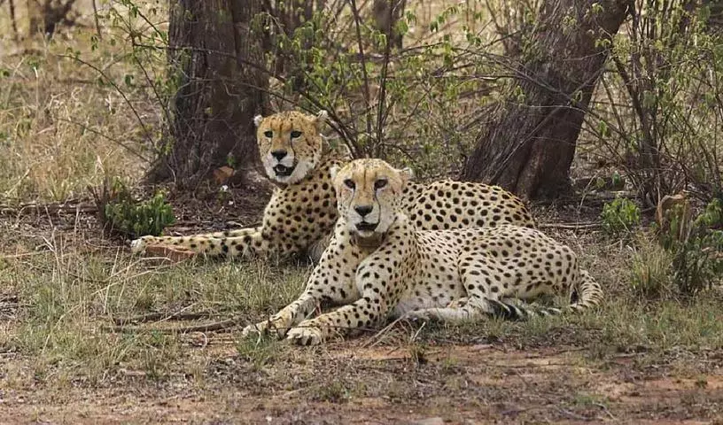 Botswana से 9 चीते मध्य प्रदेश के कुनो नेशनल पार्क पहुंचे Botswana से 9 चीते मध्य प्रदेश के कुनो नेशनल पार्क पहुंचे