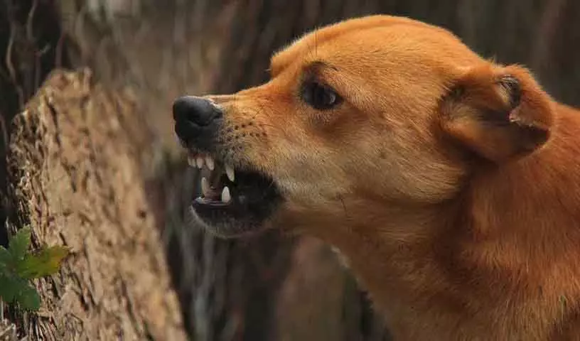 Nelakondapalli में आवारा कुत्ते ने 8 लोगों पर हमला किया Nelakondapalli में आवारा कुत्ते ने 8 लोगों पर हमला किया