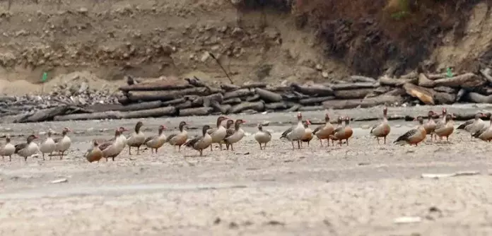 BICHOM: बिचोम में ग्रेलैग झुंड रिकॉर्ड किया गया