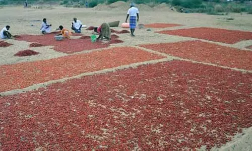 मिर्च की फसल खराब होने से बढ़े दाम मिर्च की फसल खराब होने से बढ़े दाम