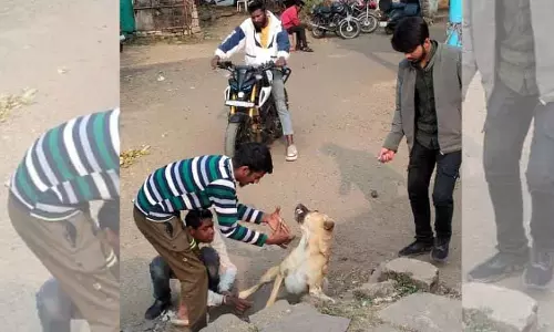Bhopal : आवारा कुत्तों के हमले बढ़े; एक हफ़्ते में 150 रेबीज़ के टीके लगाए गए Bhopal : आवारा कुत्तों के हमले बढ़े; एक हफ़्ते में 150 रेबीज़ के टीके लगाए गए