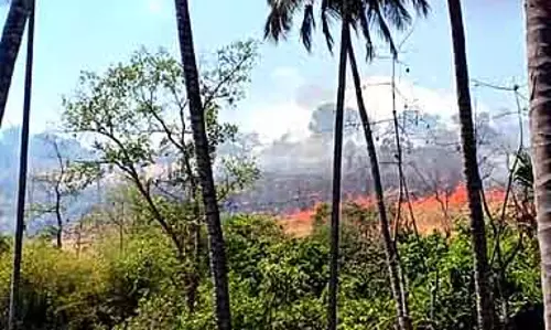Tamil Nadu: गर्मी शुरू हो गई है ,जंगल के इलाके में आग लगने की संभावना है Tamil Nadu: गर्मी शुरू हो गई है ,जंगल के इलाके में आग लगने की संभावना है