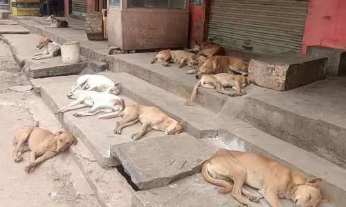Stray dog problem ; नगर पालिका के खिलाफ गुस्सा Stray dog problem ; नगर पालिका के खिलाफ गुस्सा