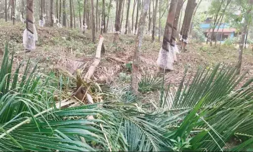 Kerala : परिवार पिछवाड़े में जंगली हाथियों के झुंड से बाल-बाल बचा Kerala : परिवार पिछवाड़े में जंगली हाथियों के झुंड से बाल-बाल बचा