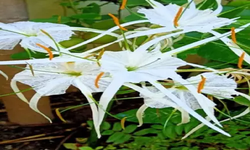 सुदर्शन: नाम की तरह सर्वगुण संपन्न है यह पौधा, गठिया जैसी बीमारी में भी देगा आराम सुदर्शन: नाम की तरह सर्वगुण संपन्न है यह पौधा, गठिया जैसी बीमारी में भी देगा आराम
