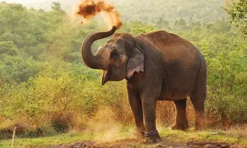 Aralam फार्म में जंगली हाथी आक्रामक हो गए; दस साल में 15 जानें गईं Aralam फार्म में जंगली हाथी आक्रामक हो गए; दस साल में 15 जानें गईं