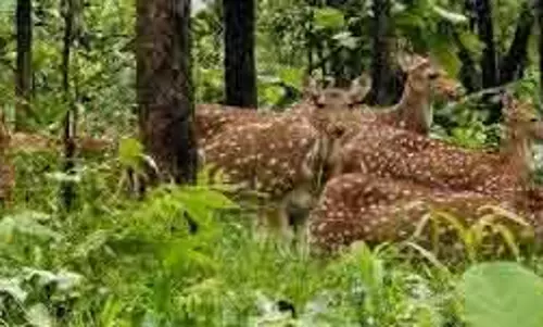 YSR कडप्पा में हिरण नहर से बचाया गया YSR कडप्पा में हिरण नहर से बचाया गया