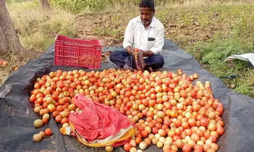 टमाटर की कीमतें गिरने से किसान बेबस