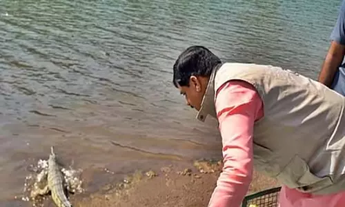 CM मोहन यादव ने ऊना नदी में छोड़े दुर्लभ कछुए और घड़ियाल के बच्चे CM मोहन यादव ने ऊना नदी में छोड़े दुर्लभ कछुए और घड़ियाल के बच्चे