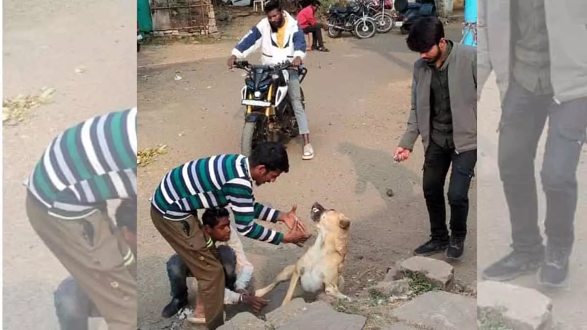 Bhopal : आवारा कुत्तों के हमले बढ़े; एक हफ़्ते में 150 रेबीज़ के टीके लगाए गए Bhopal : आवारा कुत्तों के हमले बढ़े; एक हफ़्ते में 150 रेबीज़ के टीके लगाए गए
